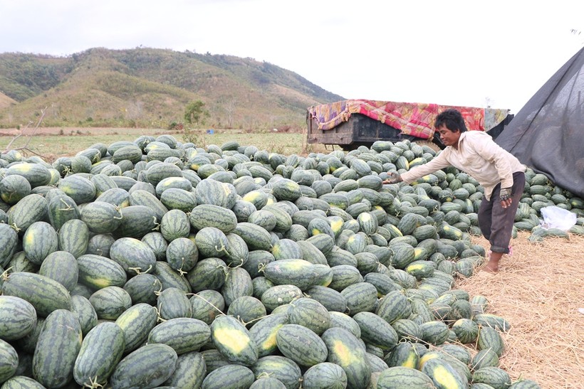 Ninh Thuận: Người dân trồng dưa hấu thất thu vì dịch virut Corona