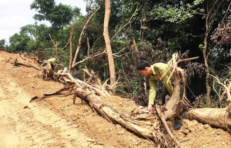 Lực lượng Kiểm lâm kiểm tra tại hiện trường phá rừng tự nhiên thuộc dự án Kfw6 để mở đường. (Ảnh: Kiểm lâm cung cấp)