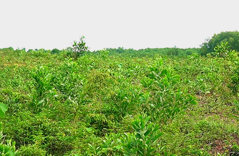 Phần đất cấp cho Công ty Cổ phần Sản xuất và xuất nhập khẩu nông sản FAM thực hiện dự án nông nghiệp công nghệ cao tại Cam Lộ (ảnh: QN)
