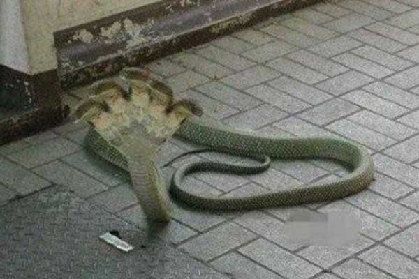 Thật hư sự tồn tại của loài rắn 5 đầu bí ẩn nhất thế giới