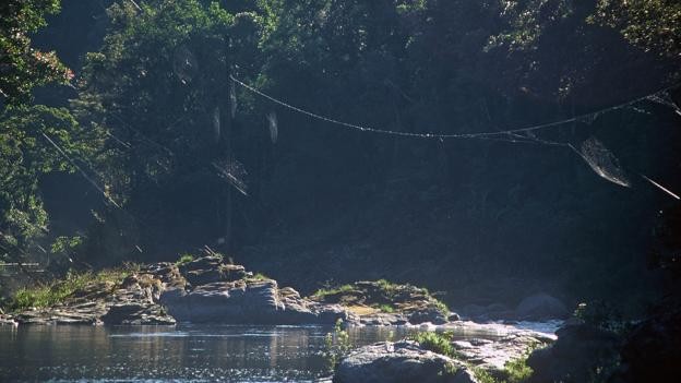 Mạng nhện lớn nhất thế giới có thể “bắc cầu” qua một con sông 