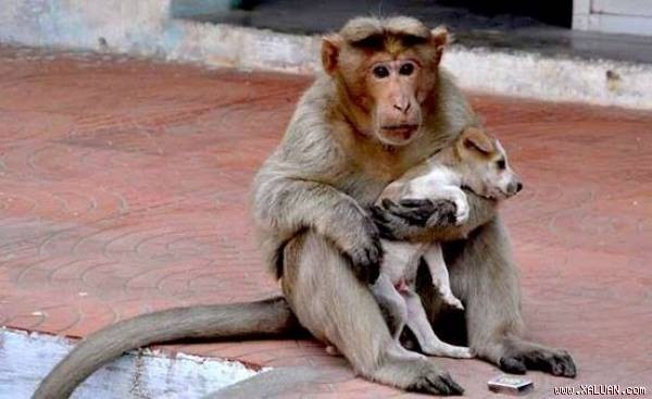 Khỉ mẹ cứu và chăm sóc chó con như con đẻ