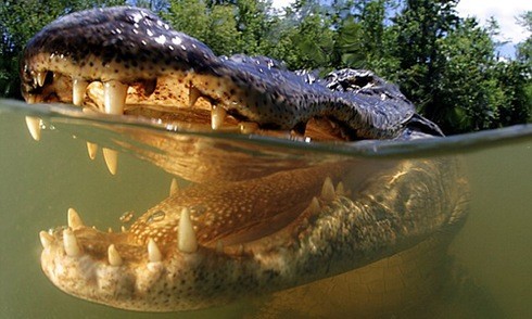 Hoảng hốt vì cá sấu cắn câu 