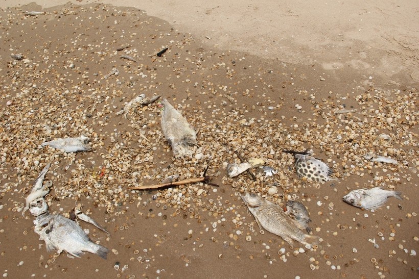 Hiện tượng cá chết đến nay vẫn còn tiếp diễn tại vùng biển Hà Tĩnh