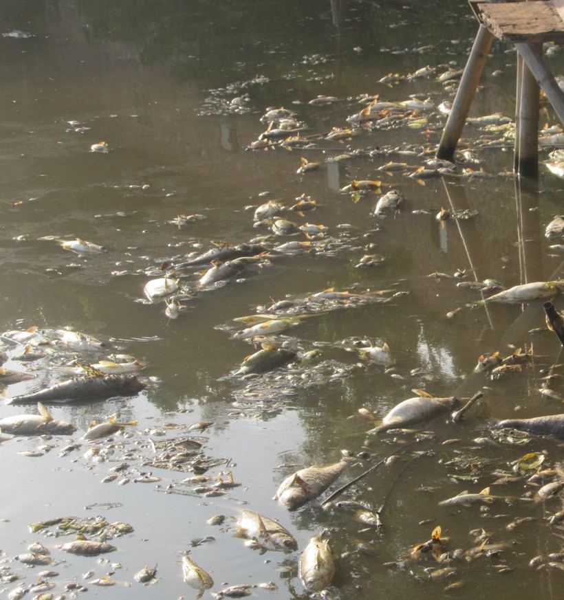 Nước ô nhiễm, cá chết trắng mặt hồ xử lý nước thải của Công ty cổ phẩn Bia Thanh Hóa ngày 16/7. Ảnh: Nguyễn Quỳnh
