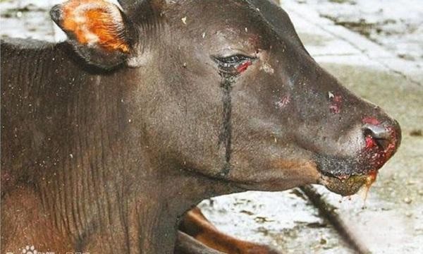 Con bò rớt nước mắt vì biết sắp bị giết thịt