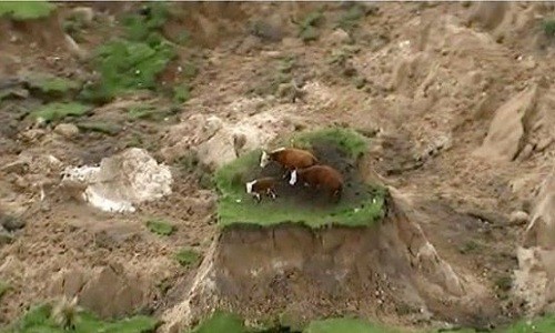 Đàn bò kẹt trên gò nhỏ sau động đất  