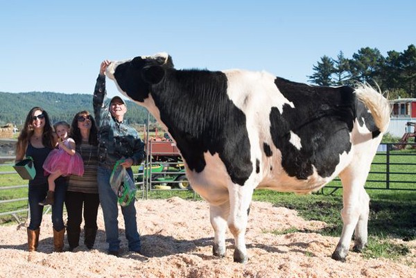 Con bò cao gần 2m, nặng hơn 1 tấn  