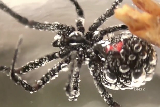 Kinh hãi nhện “góa phụ đen” bị dìm dưới nước 3 giờ vẫn sống  