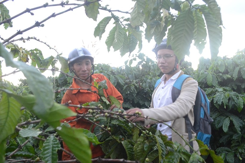 Cà phê của 1 hộ dân tại Gia Lai bị hái trụi cây.