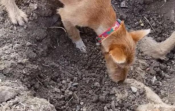 Chú chó hoang tình nghĩa tự đào hố chôn bạn thân qua đời vì tai nạn