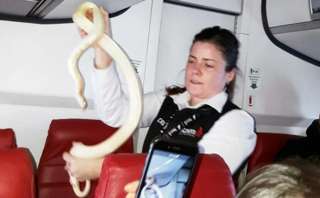 Hành khách tá hỏa khi nghe thông báo có rắn trên chuyến bay 