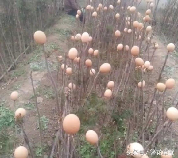 Cây “mọc đầy trứng” lạ mắt ở Trung Quốc