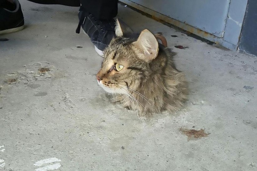 Mèo bị mắc kẹt trong xi măng nền nhà