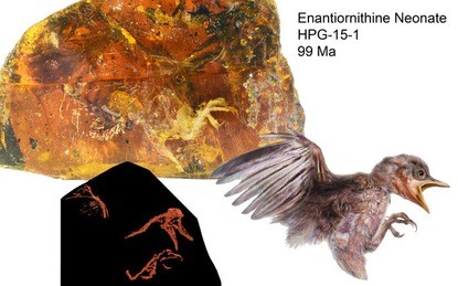 Phát hiện miếng hổ phách tuyệt đẹp bao bọc con chim 99 triệu năm trước 