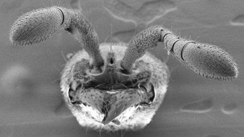 Các nhà khoa học đã tạo ra loài kiến mất khả năng giao tiếp qua các sợi xốp trên râu

