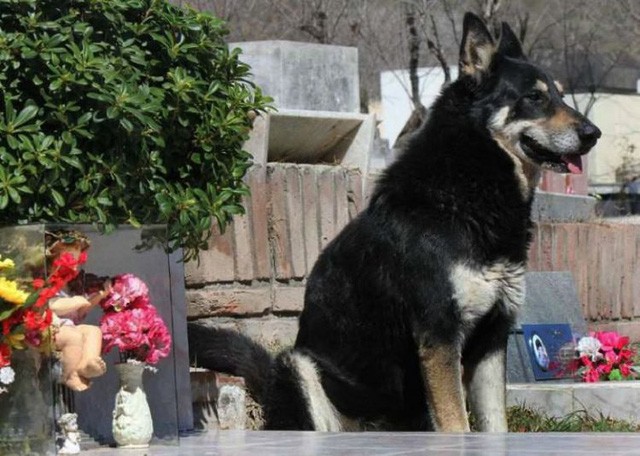 Chó trung thành chờ đợi 10 năm bên mộ chủ
