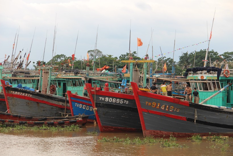 Tàu thuyền vào tránh bão ở vùng tránh trú xã Hòa Lộc, huyện Hậu Lộc, Thanh Hóa. Ảnh: Nguyễn Quỳnh
