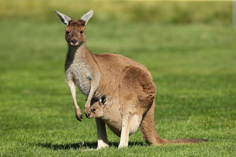 Khám phá chiếc túi kỳ diệu của Kangaroo
