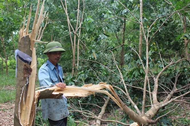 Quảng Bình: Người dân trồng cao su điêu đứng vì bão