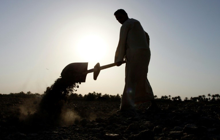 Lúa “hổ phách” mất mùa vì biến đổi khí hậu