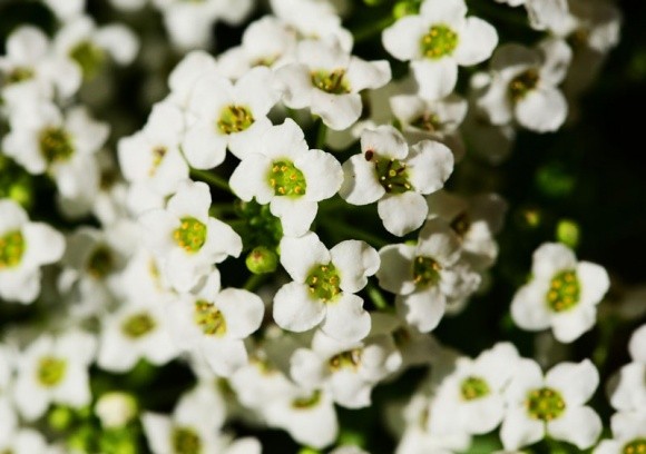 8 loại hoa thơm hơn cả nước hoa nên trồng trên ban công khiến cả nhà luôn ngát hương