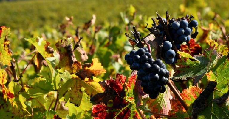 Hạn hán tại châu Âu lại là cơ hội để nho làm rượu của Pháp bội thu