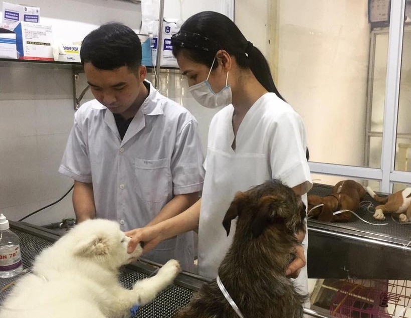 Bác sĩ Thanh và đồng nghiệp đang điều trị cho các “bệnh nhân” bốn chân