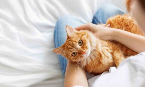 10 lợi ích bất ngờ khi nuôi chó mèo