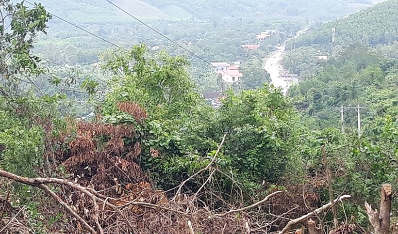 Trước mặt tiểu khu rừng 775 đang bị tàn phá là QL.9 trên đường Xuyên Á (ảnh PXD)