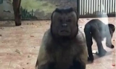 Con khỉ ở sở thú Trung Quốc có khuôn mặt như "người đàn ông lo lắng"