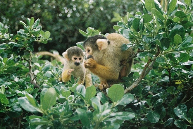 Trộm bất thành vì gặp phải đàn khỉ “đanh đá”