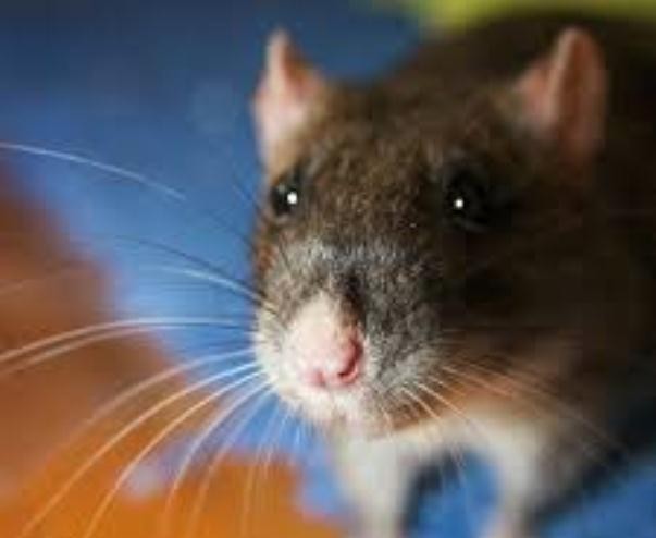 Cảnh sát Argentina mất 540 kg cần sa, đổ cho chuột nghiện ăn mất