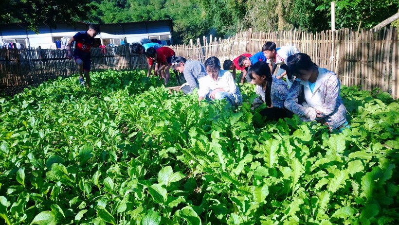 HS Trường PTDTBT - THCS Trung Lý đang chăm sóc vườn rau xanh