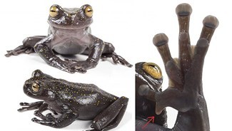 Phát hiện mới: Loài ếch “phi thường” có móng vuốt kỳ lạ