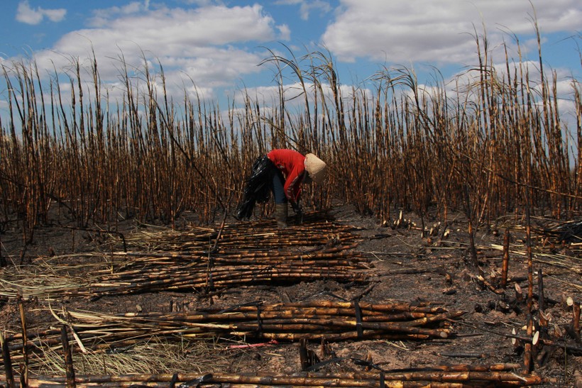 Đắk Lắk: Hơn 100ha mía sắp thu hoạch cháy rụi, nhiều hộ dân mất tết