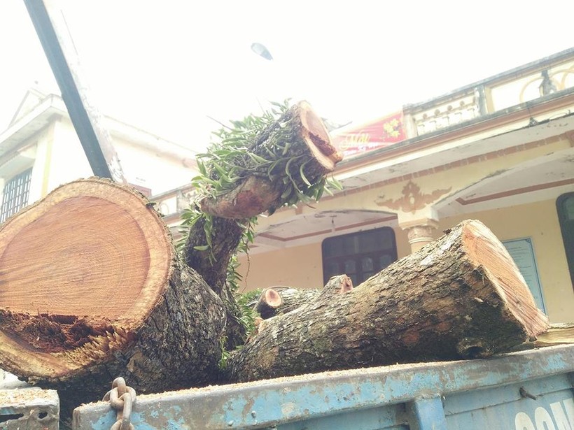 Cận cảnh chặt hạ cây sưa 100 tỷ đồng ở Hà Nội
