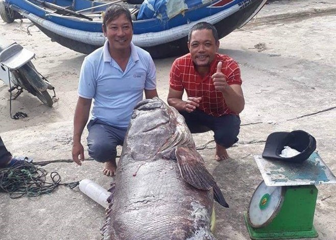 Ngư dân Quảng Trị bắt được con cá mú... khổng lồ