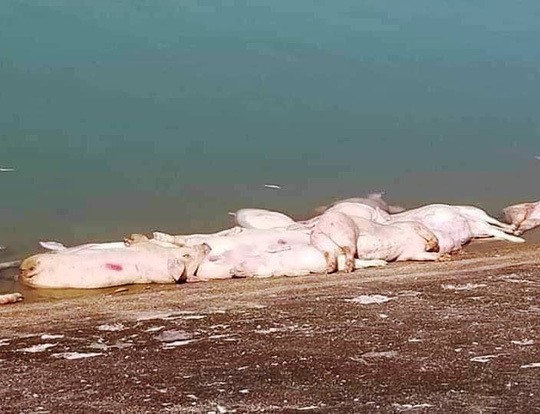 Tá hỏa heo chết thả đầy hồ ở Khánh Hòa