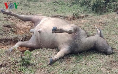 Cả đàn trâu ở Lào Cai bị sét đánh chết la liệt trong cơn giông