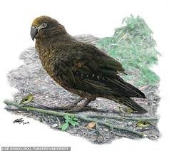 Chân dung loài vẹt lớn nhất từng được phát hiện.