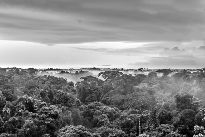 Rừng mưa Amazon đang bị chặt phá ngiêm trọng.