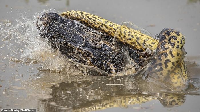 Khi đang có chuyến du lịch ở Pantanal, Brazil, nhiếp ảnh gia Kevin Dooley, 58 tuổi, trông thấy một con trăn anaconda đang chiến đấu với một con cá sấu caiman trong vùng nước ngập. 