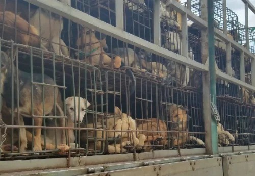Những con chó bị nhốt trên xe tải để đưa vào các lò giết mổ. Ảnh: Đức Hùng.