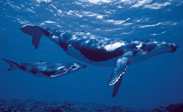 Cá voi Bắc Cực - loài động vật có vú sống thọ bậc nhất trên Trái đất.