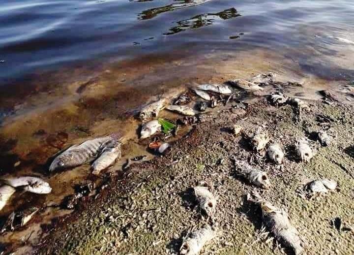 Cá trong lòng hồ các đập nước ở Phong Bình bị chết