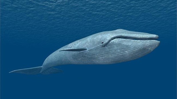 "52Hz" là chú cá voi cô đơn nhất thế giới.