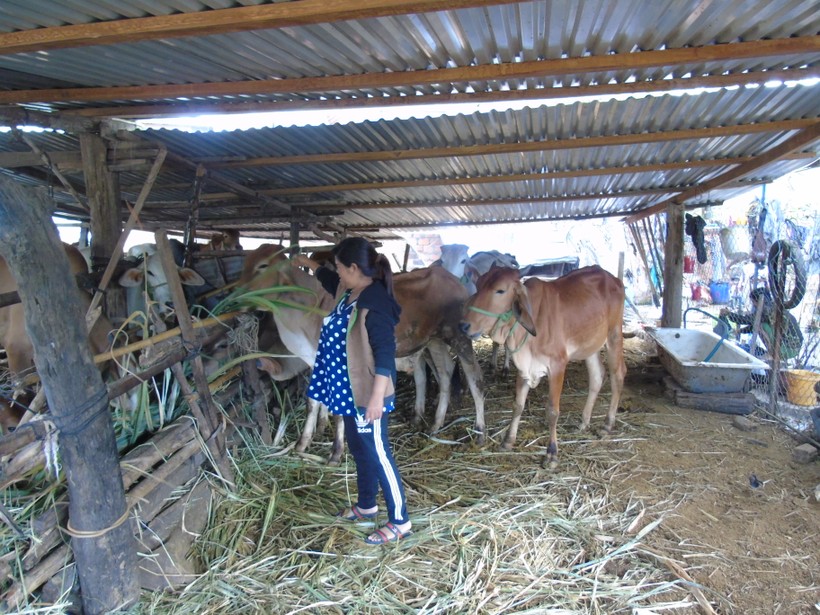 Nhờ được cán bộ hỗ trợ, nhiều hộ gia đình ở Tây Trà đầu tư nuôi bò có hiệu quả đã vươn lên thoát nghèo.

