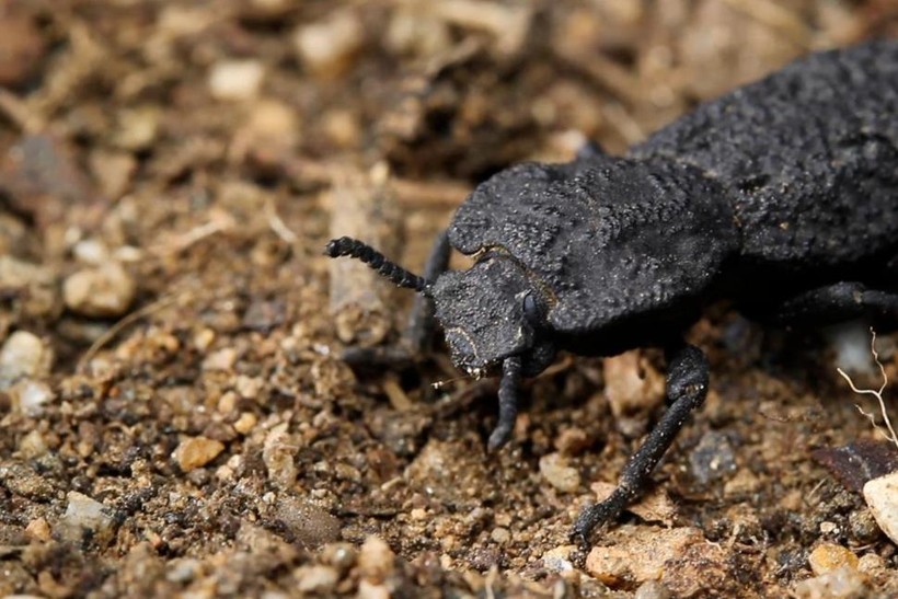 Loại bọ cánh cứng này có thể sống sót dù bị ô tô cán qua.