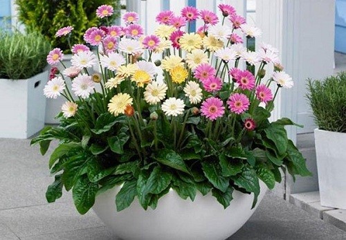 Những loại hoa có ý nghĩa may mắn nên trồng trong nhà 
